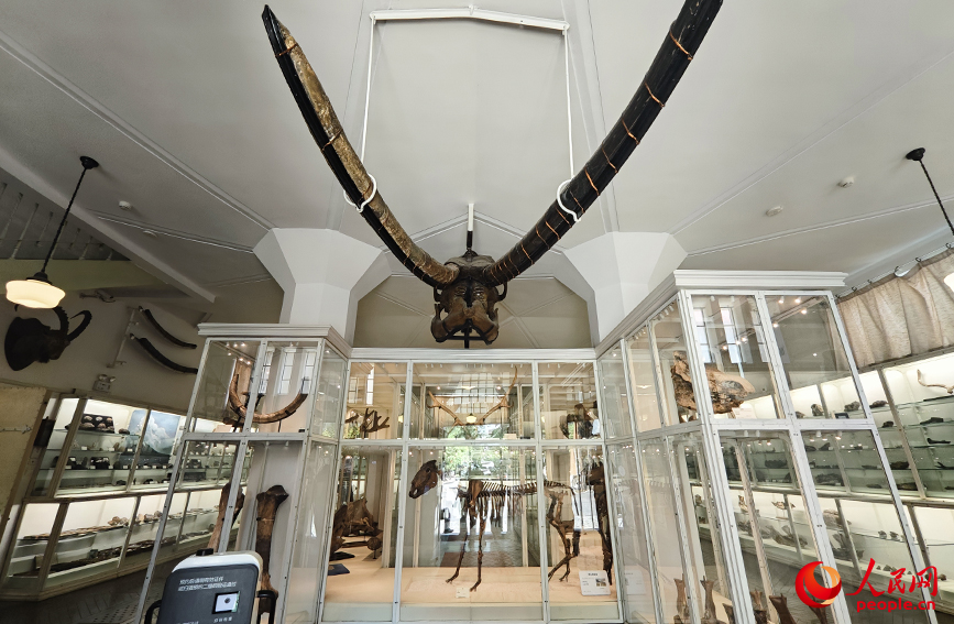 北疆博物院古生物陳列室內(nèi)的化石標(biāo)本。人民網(wǎng)記者 孫一凡攝