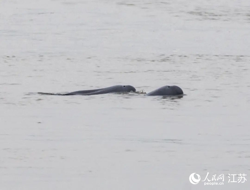 在南京長江新濟洲國家濕地公園拍到的江豚。人民網(wǎng)記者 王丹丹攝