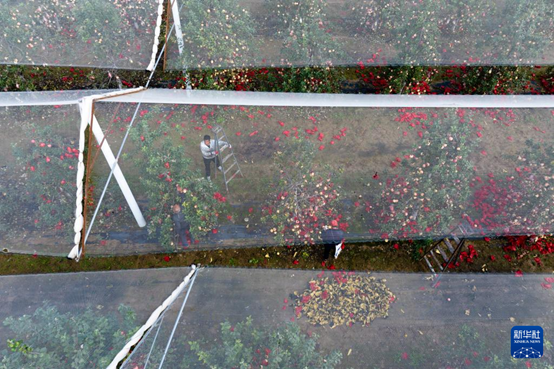 【高質(zhì)量發(fā)展看陜西】“上天”的延安蘋果，蘊藏哪些新質(zhì)生產(chǎn)力