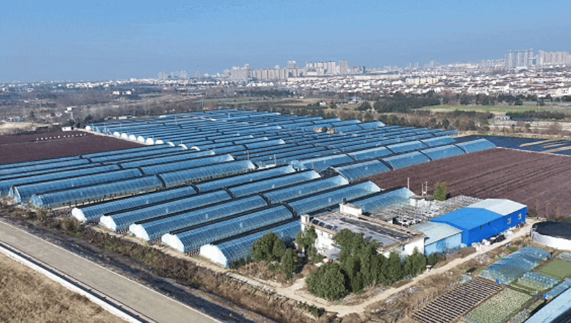 洋縣東聯(lián)村藍莓基地航拍。洋縣融媒體供圖