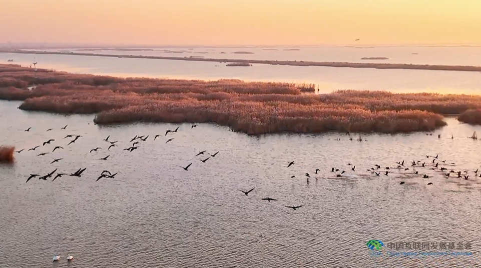 “兩山”理念與美麗中國丨濕地與候鳥，一場歲歲年年的相守