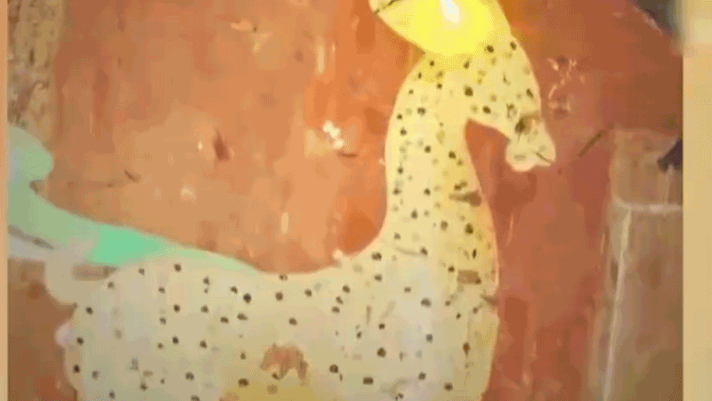 在全新技術(shù)支持下，敦煌莫高窟實(shí)現(xiàn)了窟內(nèi)文物窟外看的新體驗(yàn)。