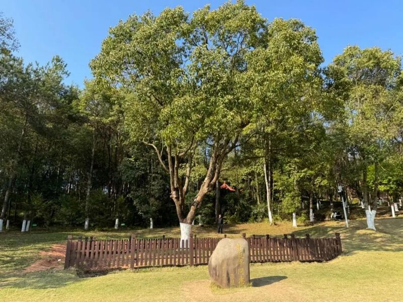 習(xí)近平同志為福建省長汀縣水土保持科教園捐種的香樟樹。圖源：學(xué)習(xí)時報