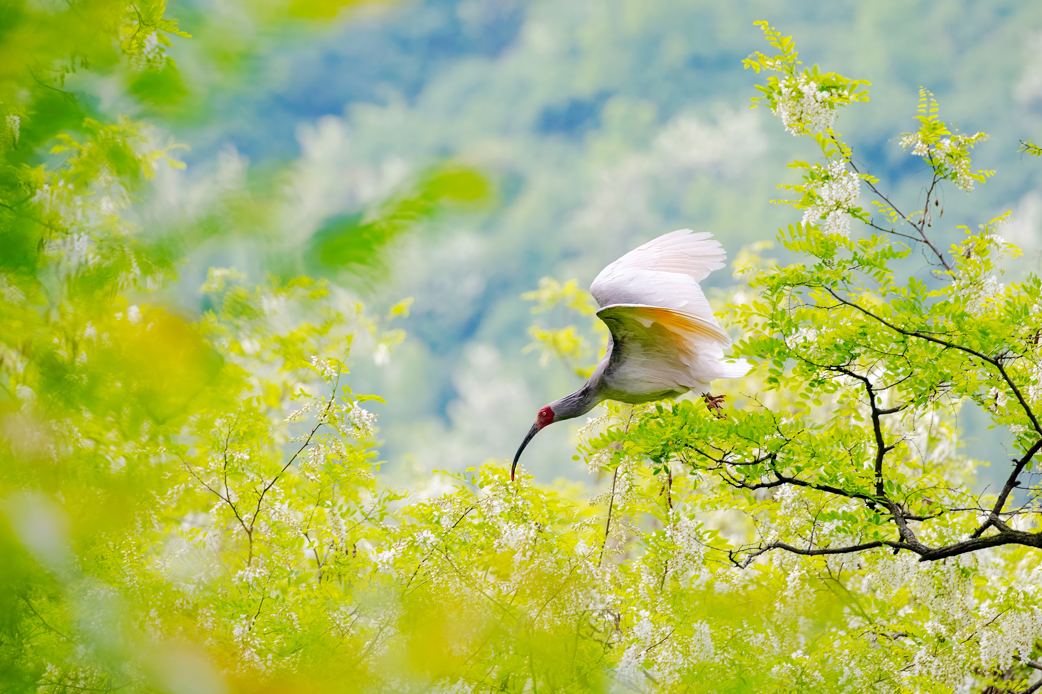 2024年5月2日，一只秦嶺以北野放朱鹮在陜西省銅川市耀州區(qū)沮河上游洋槐林中飛翔。