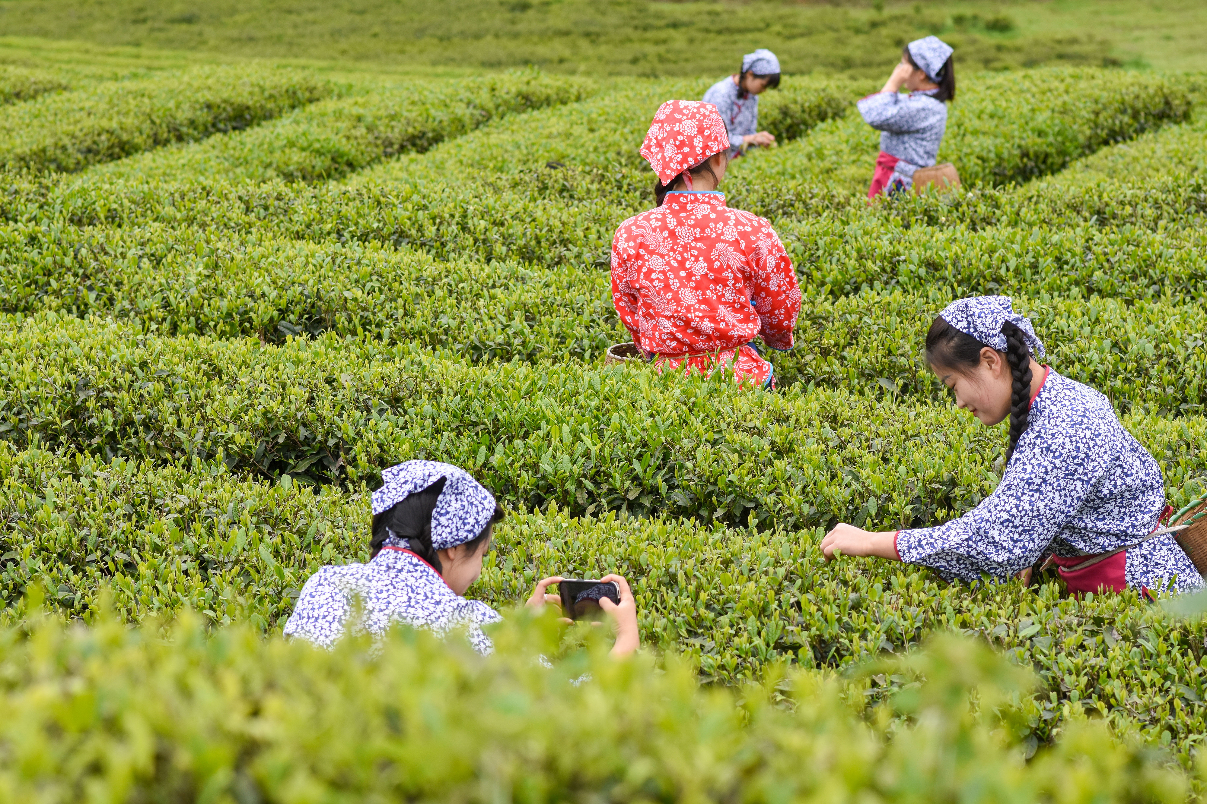 2023年4月6日，游客在貴州省銅仁市江口縣怒溪鎮(zhèn)駱象村生態(tài)茶園體驗采茶樂趣。