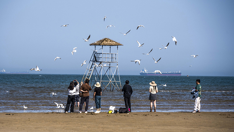 2024年5月12日，河北秦皇島，北戴河鴿子窩公園成群海鷗在天空中自由翱翔，與大海、藍天構成了一幅美麗的畫卷。