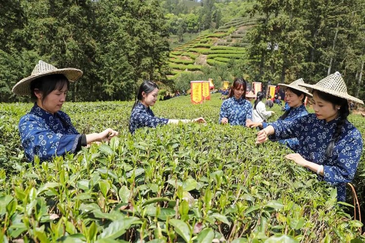2025年4月13日，福建武夷山市星村鎮(zhèn)朝陽村茶農(nóng)在生態(tài)茶園展示采茶。新華社發(fā)（邱汝泉 攝）
