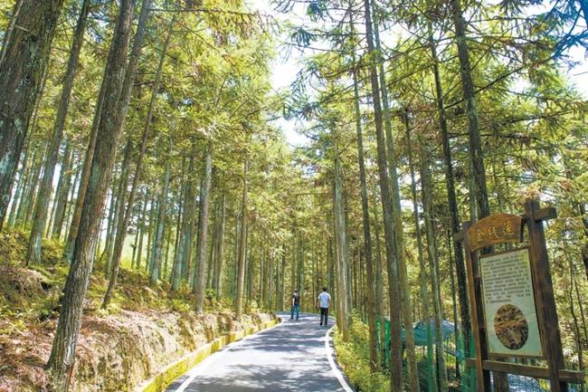 福建周寧縣黃振芳家庭林場。（圖源：央視新聞）