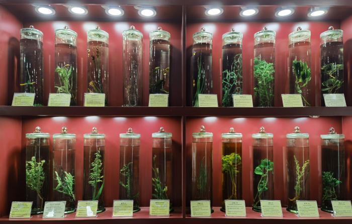 圖為藏藥藥材標本。???張海?? ??.jpg