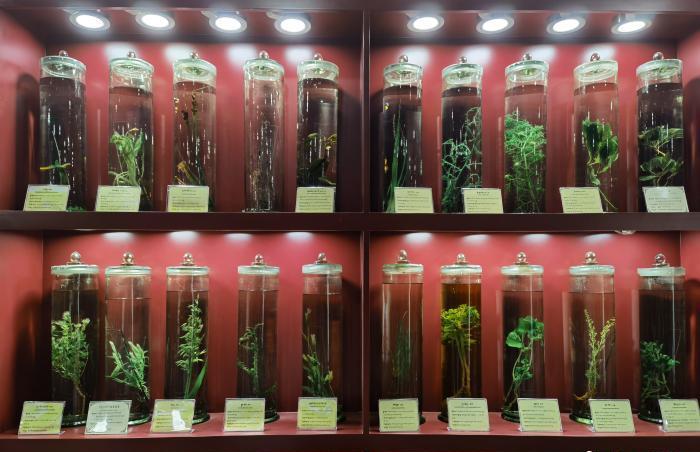 圖為藏藥藥材標(biāo)本。???張海?? ??.jpg