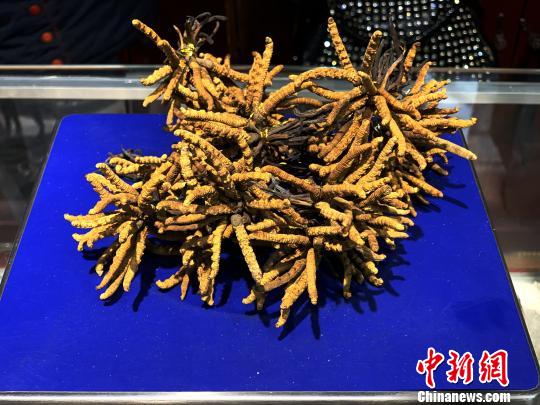 圖為冬蟲夏草?！O睿 攝