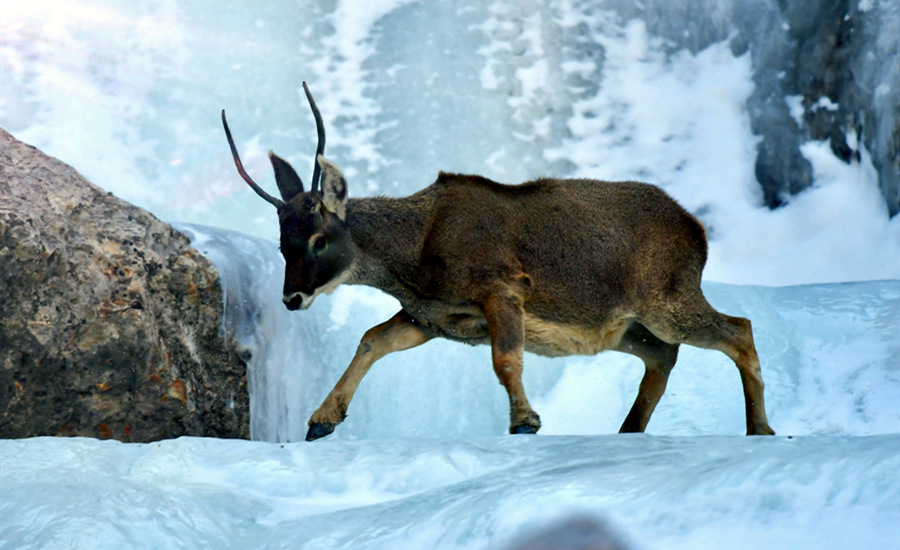 活躍在青海省海西州柏樹山的白唇鹿。巴圖那生攝