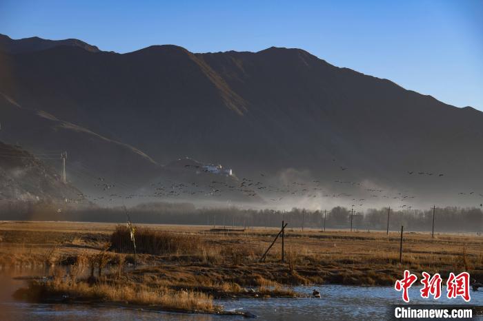 圖為拉薩市林周縣境內飛翔的候鳥?！∝暩聛硭?攝