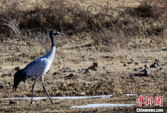 圖為一只黑頸鶴在拉薩市林周縣境內田間覓食?！∝暩聛硭?攝