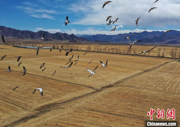 圖為黑頸鶴在拉薩市林周縣境內飛翔?！∝暩聛硭?攝