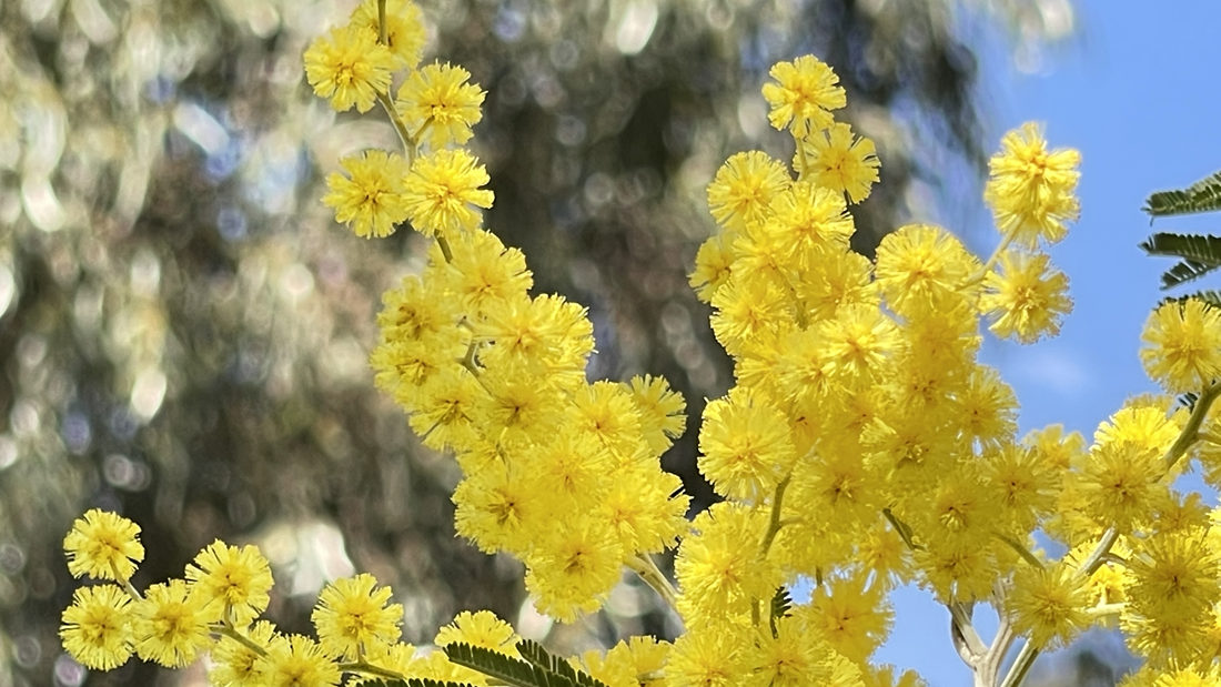 金光燦燦的金合花。