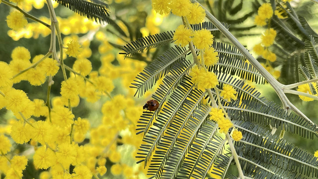 七星瓢蟲在金合歡葉子上嬉戲。