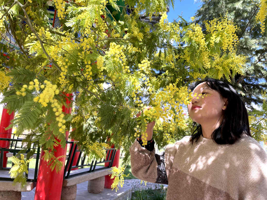 游客仔細(xì)觀賞黃絨絨的金合歡花。