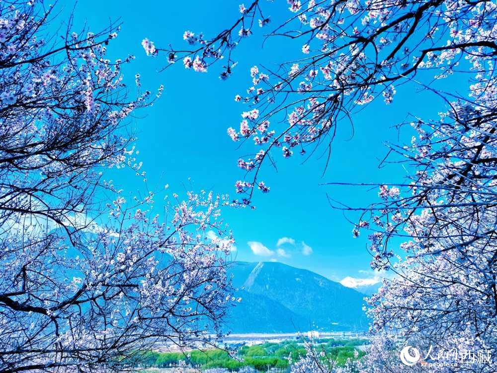 桃花在藍天白云的映襯下分外好看。人民網(wǎng) 李海霞攝