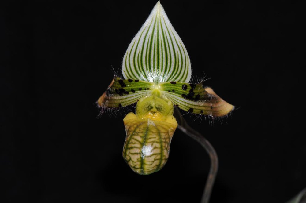 秀麗兜蘭。金效華攝