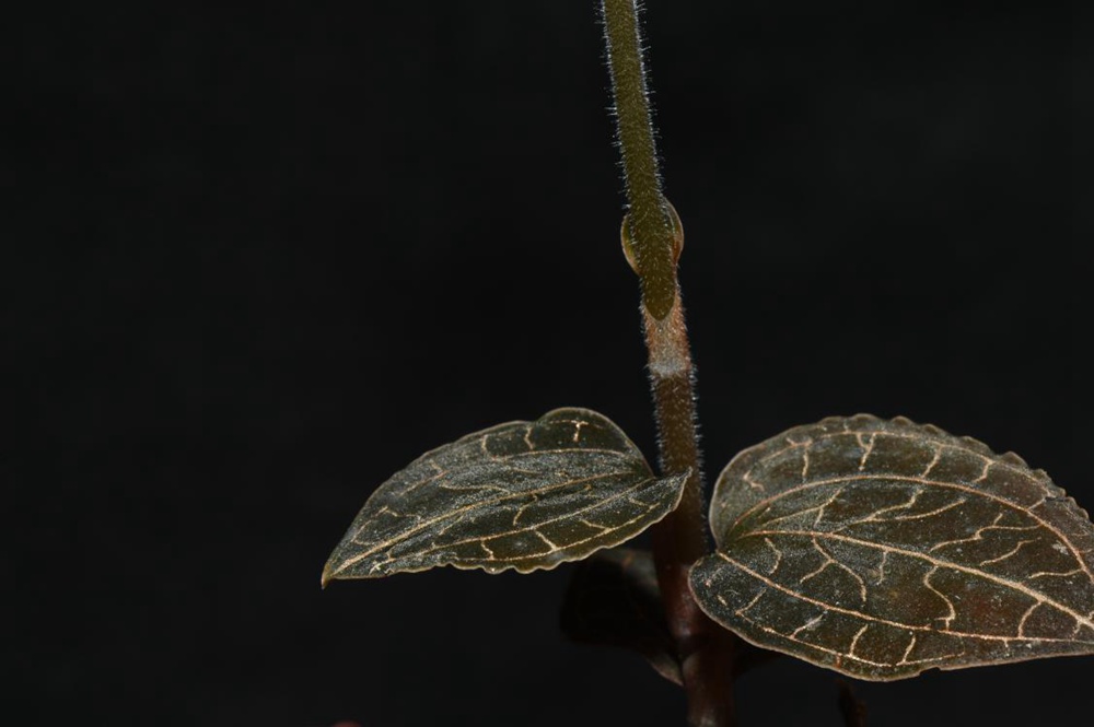 墨脫金線蘭。金效華攝