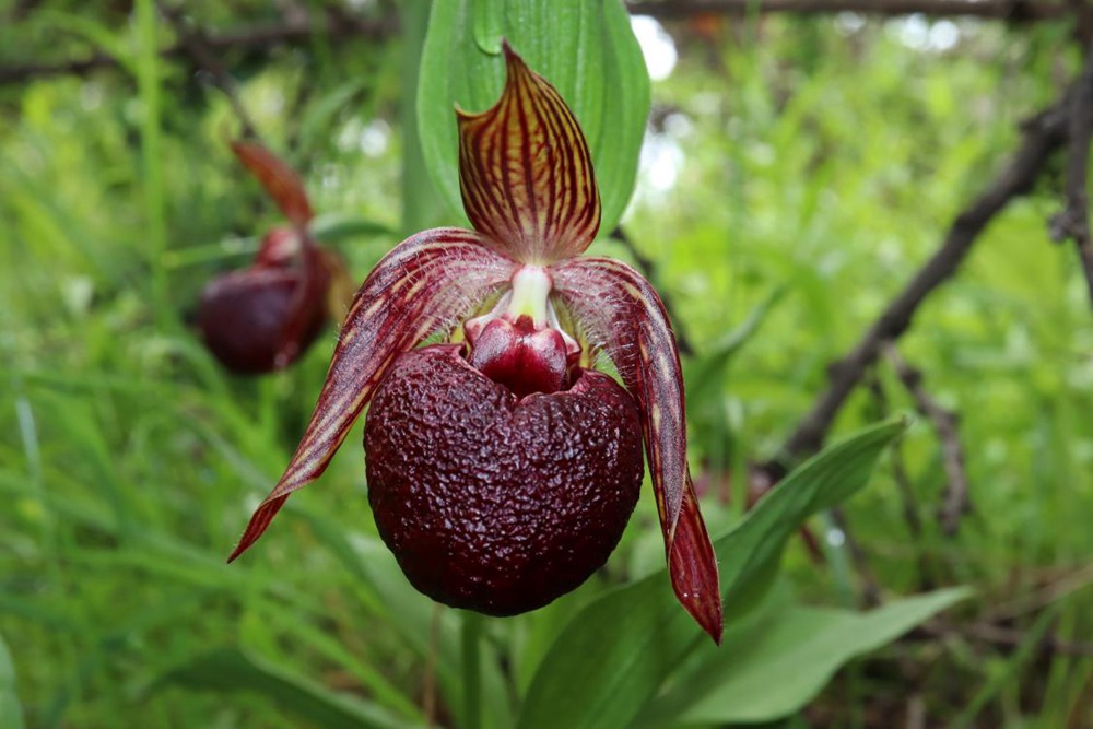 波密灼蘭。王翰臣攝