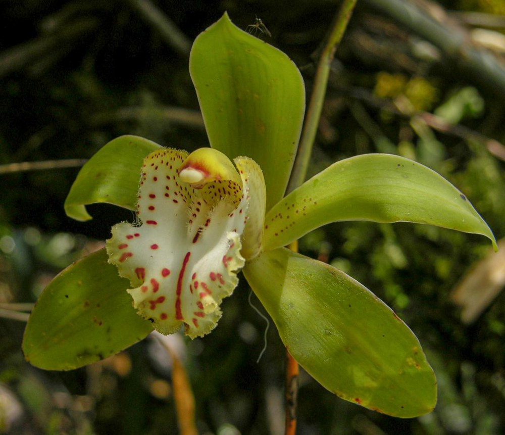 虎頭蘭。金效華攝