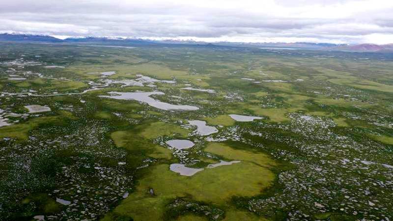 麥地卡濕地。