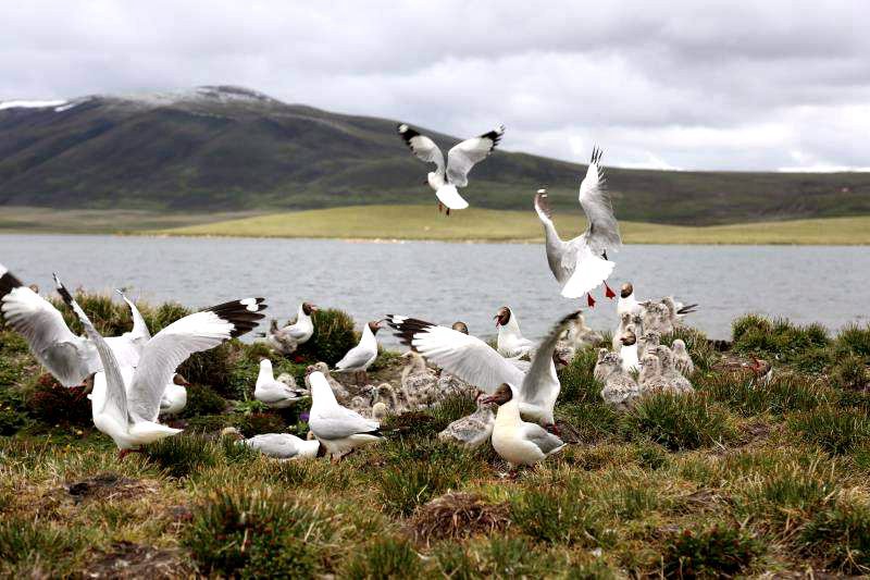 棲息的候鳥。