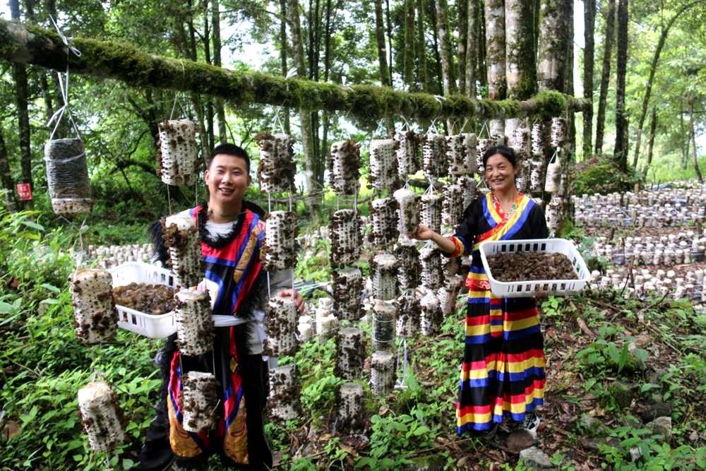 木耳豐收。次仁央宗攝