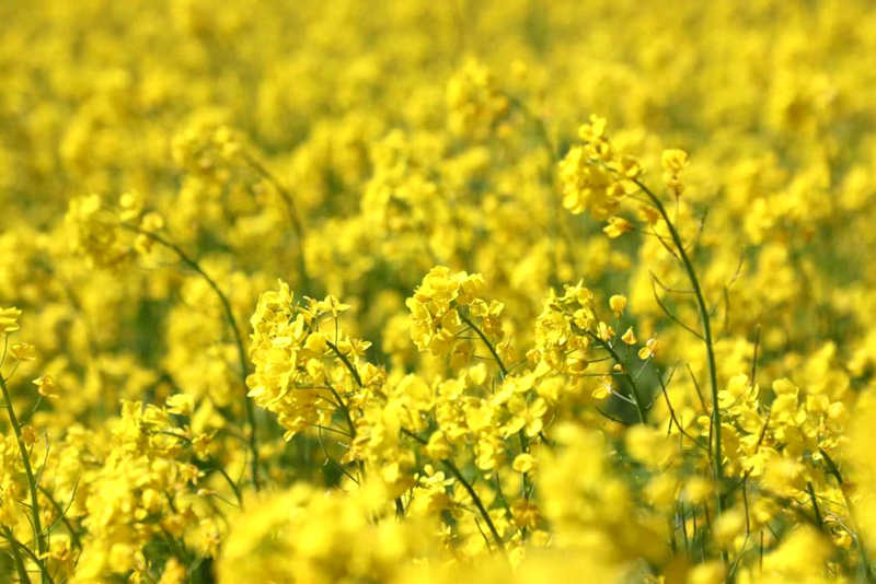 油菜花盛開(kāi)。洛克攝