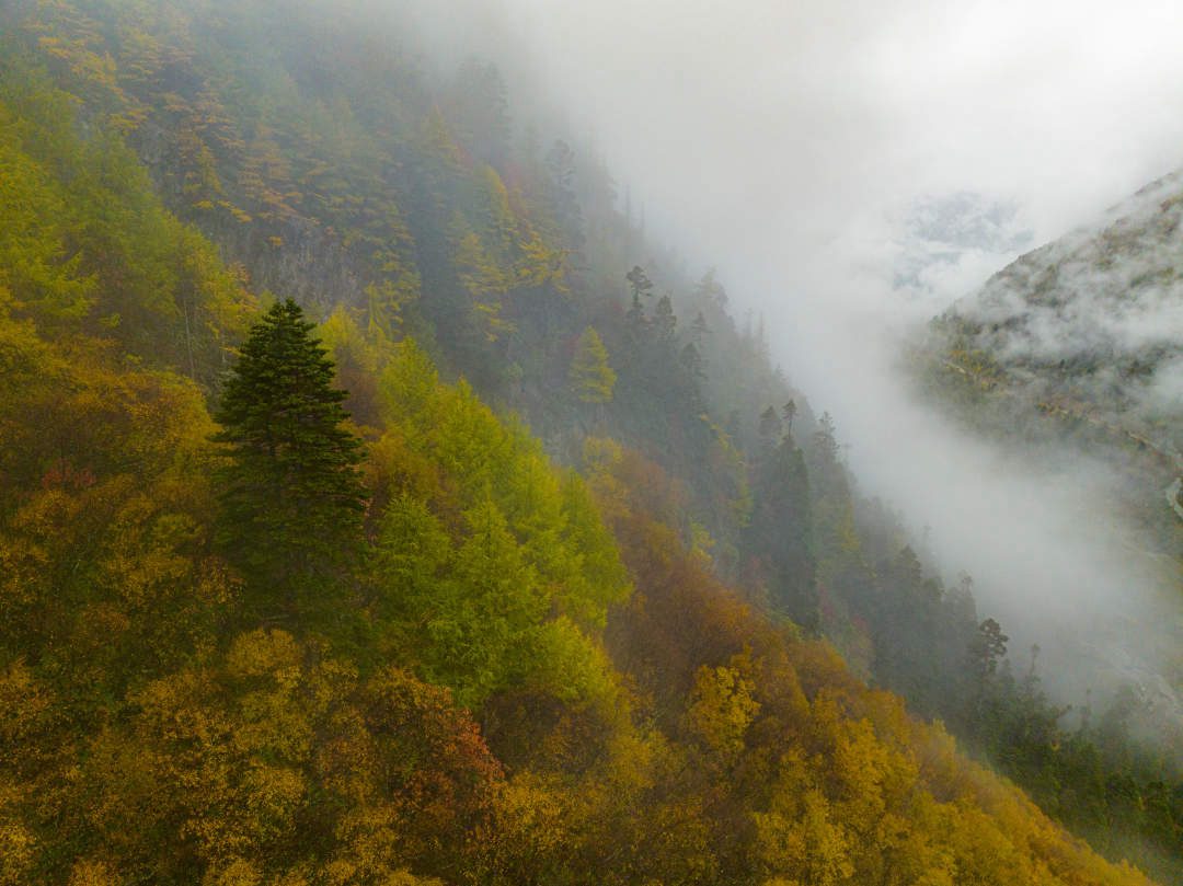 云纏霧繞，層林盡染。