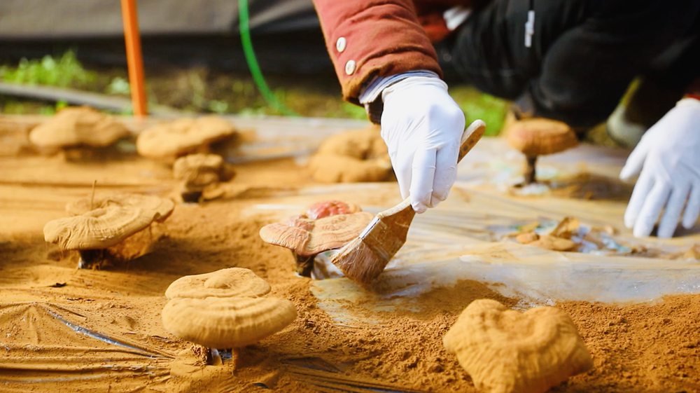 采收靈芝孢子粉。