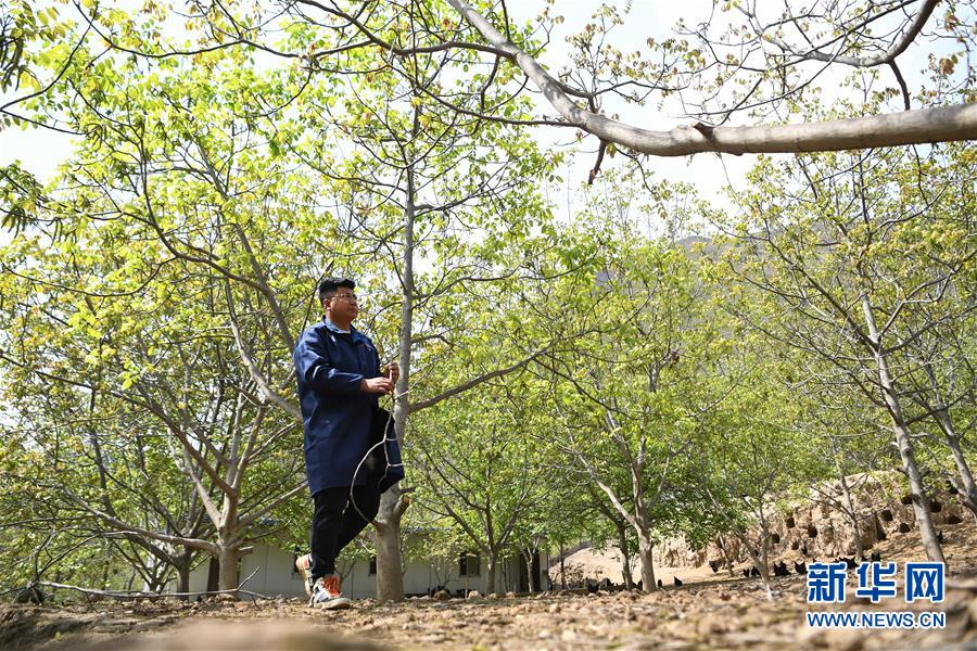 （脫貧攻堅·圖片故事）（1）“90后新農人”的返鄉(xiāng)致富路