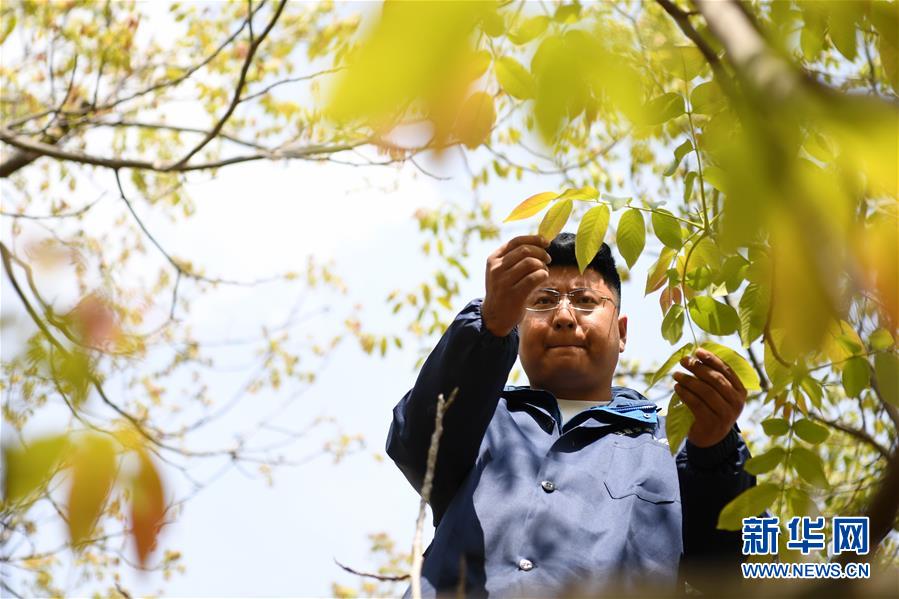 （脫貧攻堅·圖片故事）（4）“90后新農人”的返鄉(xiāng)致富路