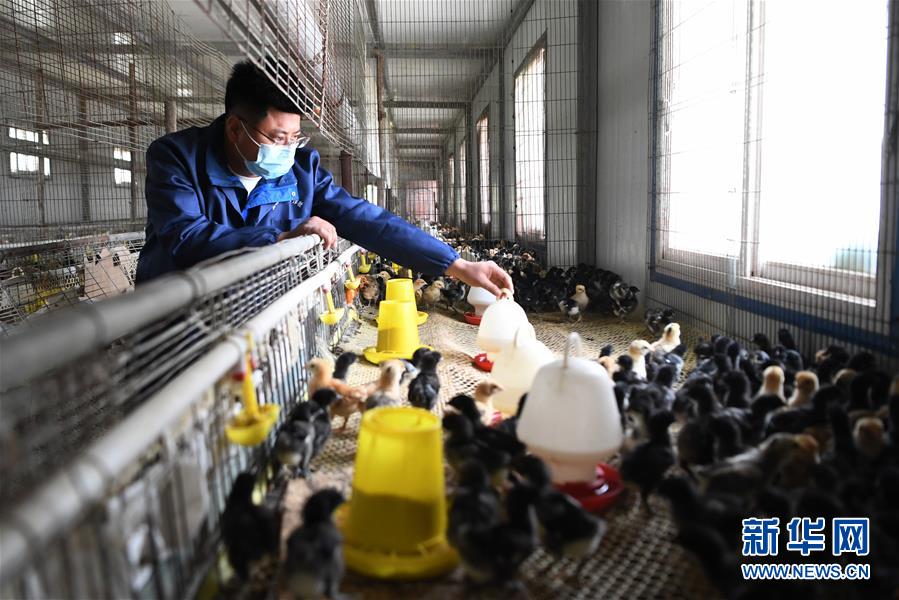 （脫貧攻堅·圖片故事）（6）“90后新農人”的返鄉(xiāng)致富路