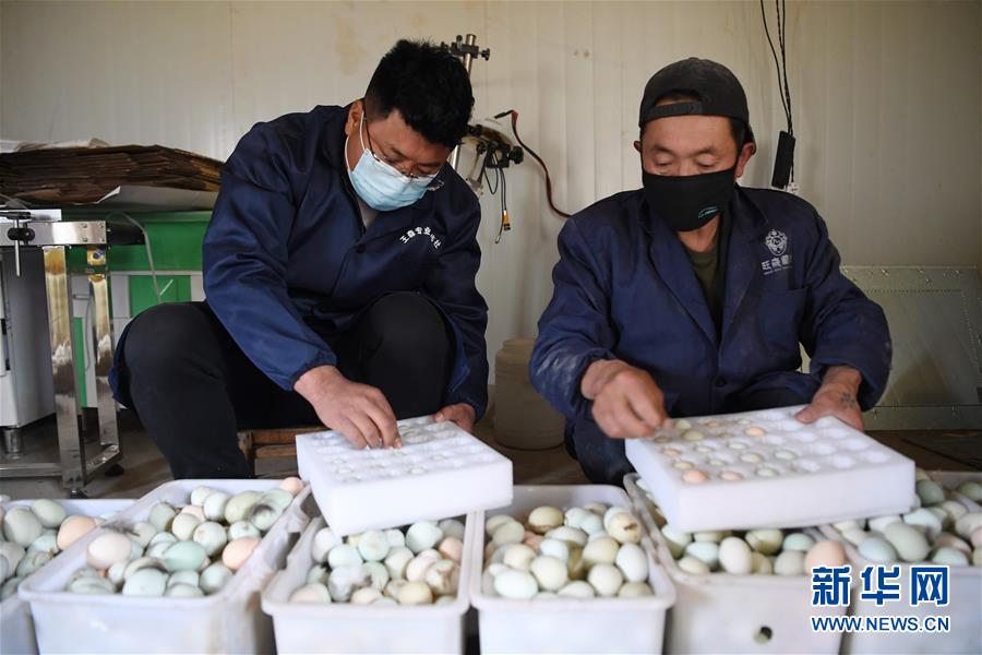 （脫貧攻堅·圖片故事）（7）“90后新農人”的返鄉(xiāng)致富路