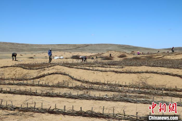 工作人員編織高山柳沙障。若爾蓋縣林業(yè)和草原局供圖
