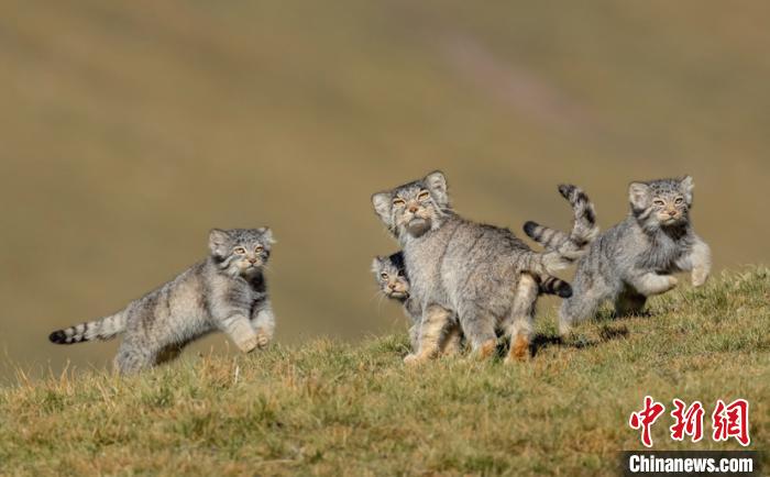 圖為李善元獲獎作品《當媽媽說跑步前進》?！±钌圃?攝