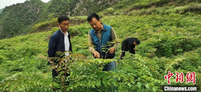 圖為張金利調研適合阿拉村種植的農(nóng)作物，經(jīng)過不斷改良技術后，產(chǎn)量大大提高。(資料圖)甘肅省水利廳供圖