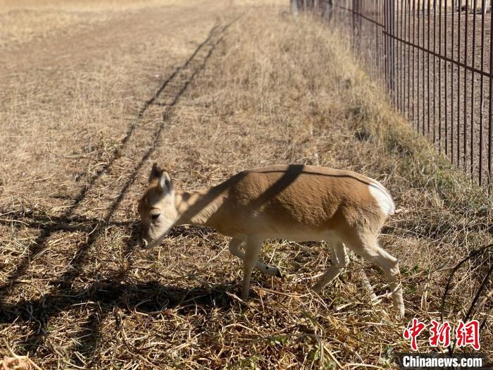 圖為普氏原羚?！±罱瓕?攝
