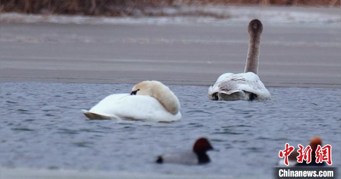 圖為疣鼻天鵝水面休憩。　青海國家公園觀鳥協(xié)會供圖 攝