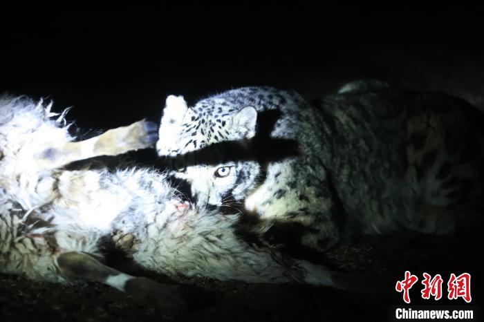 長(zhǎng)江源、瀾滄江源啟動(dòng)旗艦物種雪豹及棲息地保護(hù)項(xiàng)目