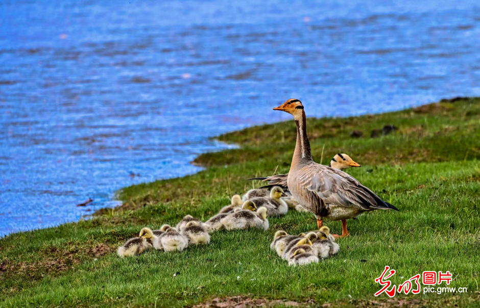 三江源國家公園正式設(shè)立，這是青海生態(tài)文明建設(shè)的新答卷