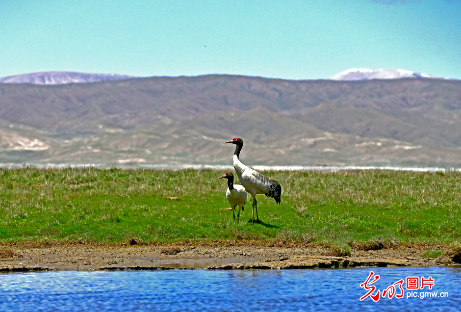三江源國家公園正式設(shè)立，這是青海生態(tài)文明建設(shè)的新答卷
