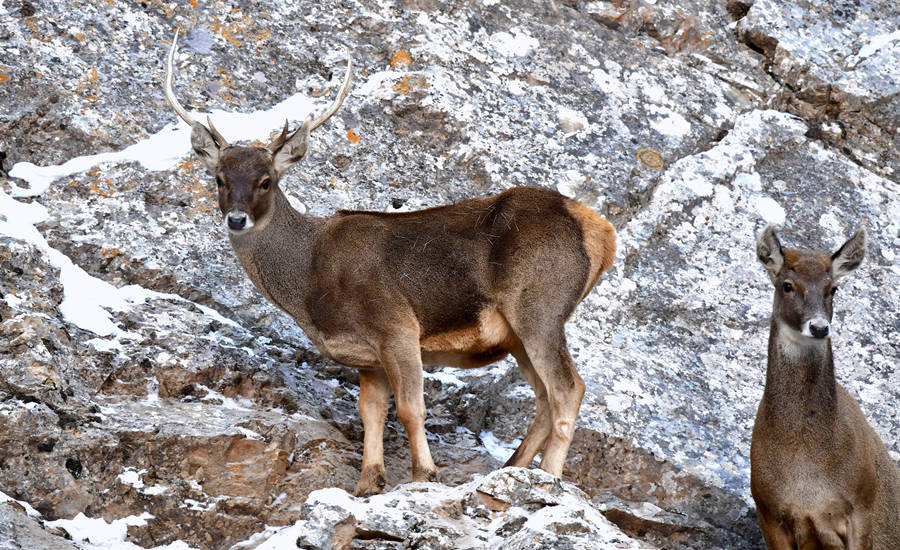 活躍在青海省海西州柏樹山的白唇鹿。巴圖那生攝
