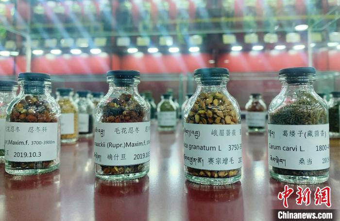 圖為海拔3500米以上珍貴草藥種子。　馬銘言 攝