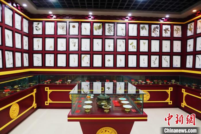 圖為藏藥臘葉標本?！●R銘言 攝