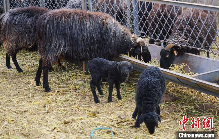 圖為黑藏羊及小羊羔正在吃草?！●R銘言 攝