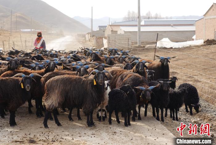 圖為牧民家的黑藏羊。　馬銘言 攝
